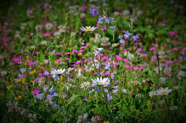 Wildflower Turf For Birds And Bees