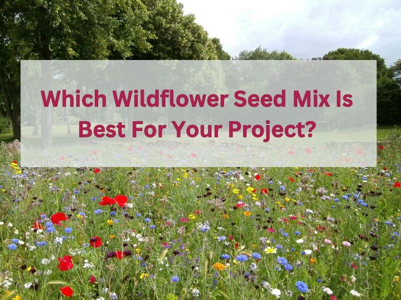 Which Wildflower Seedmix Is Best For Your Project