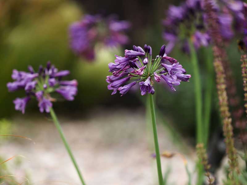 beautiful purple coloured agapanthus flower